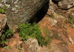 Cheilanthes multifida