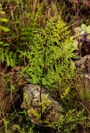 Cheilanthes multifida