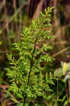 Cheilanthes multifida