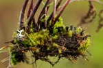 Cheilanthes multifida