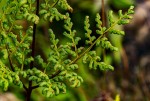 Cheilanthes multifida