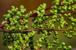 Cheilanthes multifida