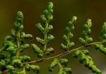 Cheilanthes multifida