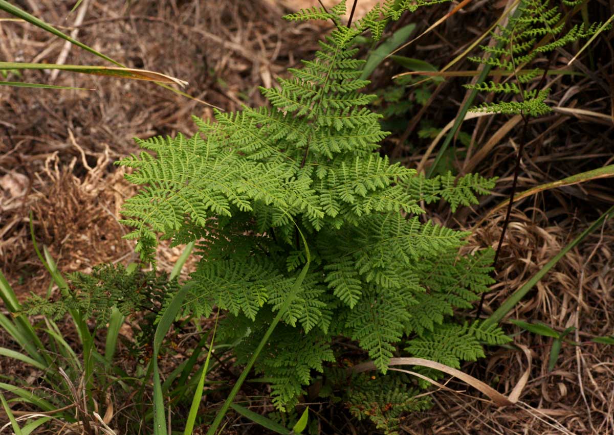 Cheilanthes multifida