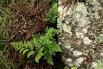 Cheilanthes multifida