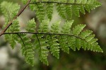 Cheilanthes multifida