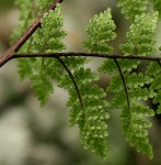 Cheilanthes multifida