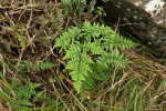 Cheilanthes quadripinnata