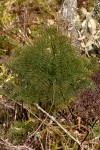 Cheilanthes quadripinnata