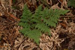 Cheilanthes quadripinnata