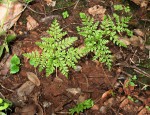 Cheilanthes schimperi