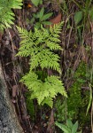 Cheilanthes schimperi