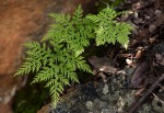 Cheilanthes schimperi