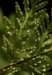 Cheilanthes schimperi