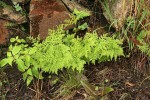 Cheilanthes schimperi