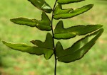 Cheilanthes viridis var. viridis