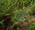 Cheilanthes viridis var. glauca