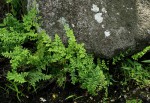 Cheilanthes viridis var. glauca