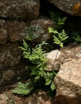 Doryopteris concolor