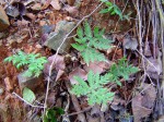 Doryopteris concolor