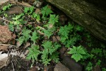 Doryopteris concolor