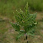 Doryopteris concolor