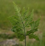 Doryopteris concolor