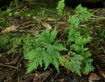 Doryopteris concolor