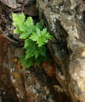 Doryopteris concolor