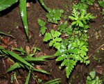 Doryopteris concolor