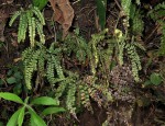 Adiantum hispidulum var. hispidulum