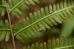 Pteris catoptera