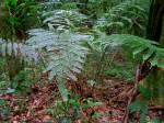 Pteris catoptera