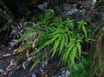 Pteris cretica