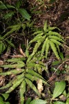 Pteris cretica