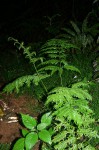 Pteris dentata