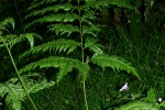 Pteris dentata