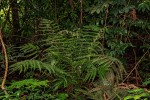 Pteris friesii