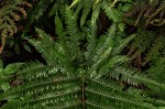 Pteris friesii