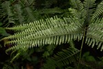 Pteris friesii