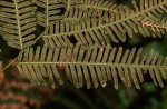 Pteris friesii