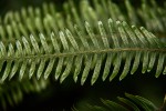 Pteris friesii