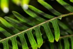 Pteris friesii