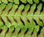 Pteris muricella