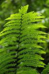 Pteris muricella