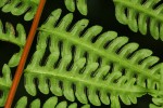 Pteris muricella