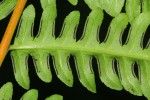 Pteris muricella