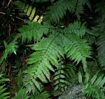 Pteris muricella