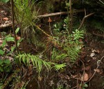 Pteris vittata