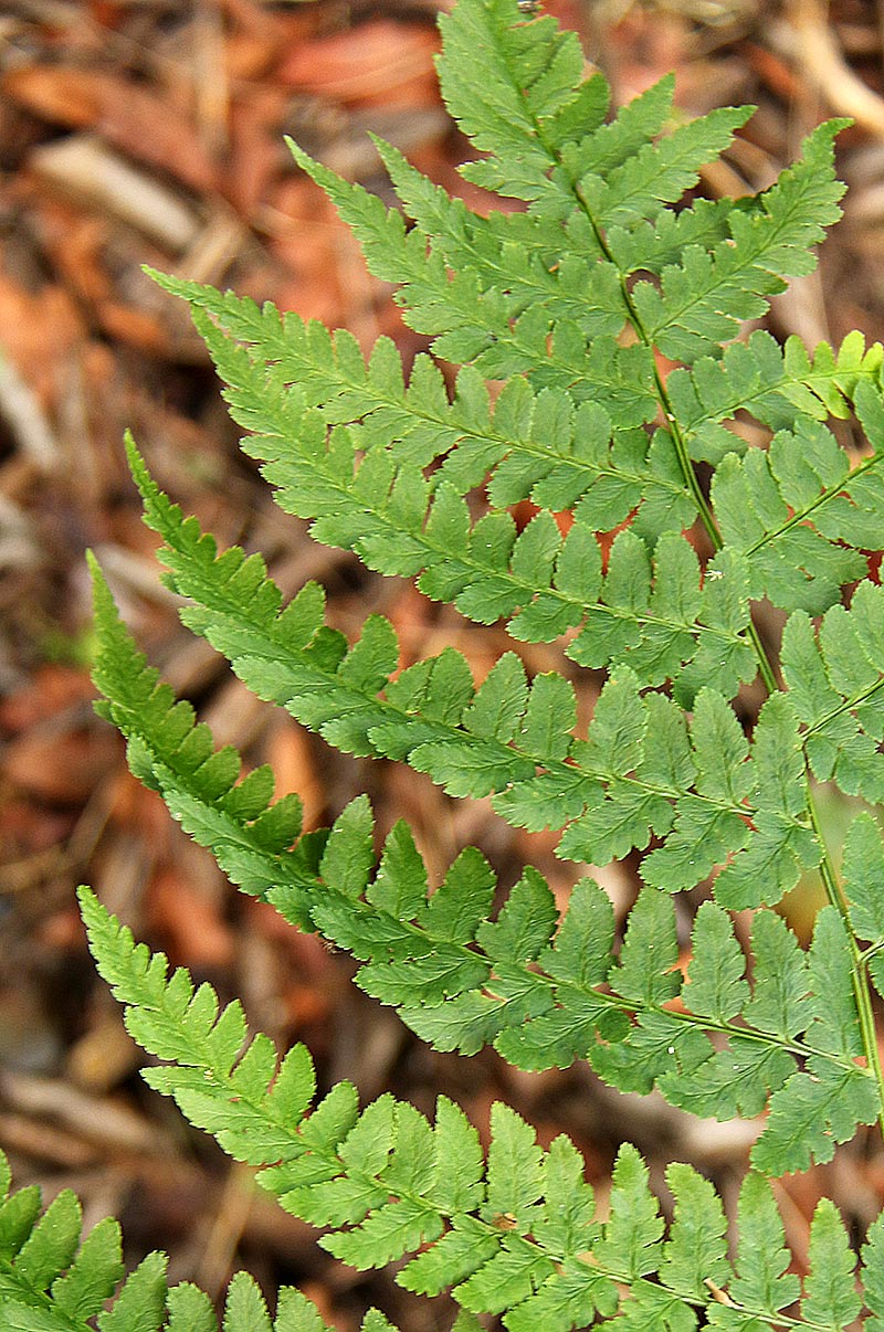 Dryopteris pentheri